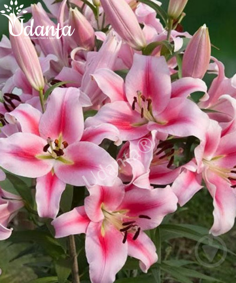 Oriental Lily ‘Frontera’ Important Flower Bulbs - Pack of 5 Bulbs  By Plantogallery
