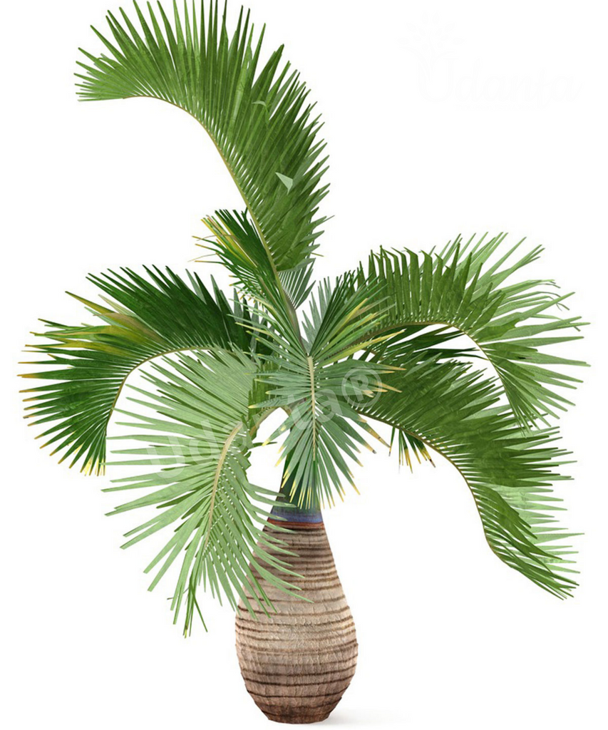 Plantogallery Bottle Palm Plants Seeds For Home Gardening