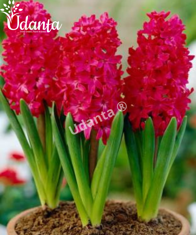 hyacinth-flower-bulb-red-plantogallery