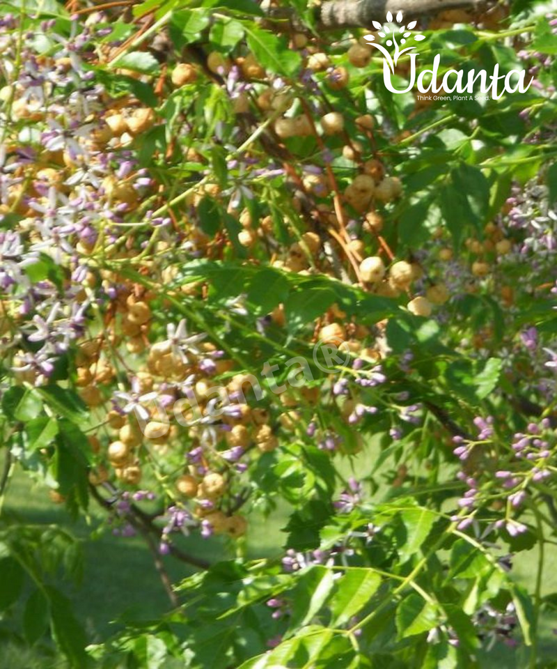 Plantogallery I Chinaberry - Bakain Plants Seeds