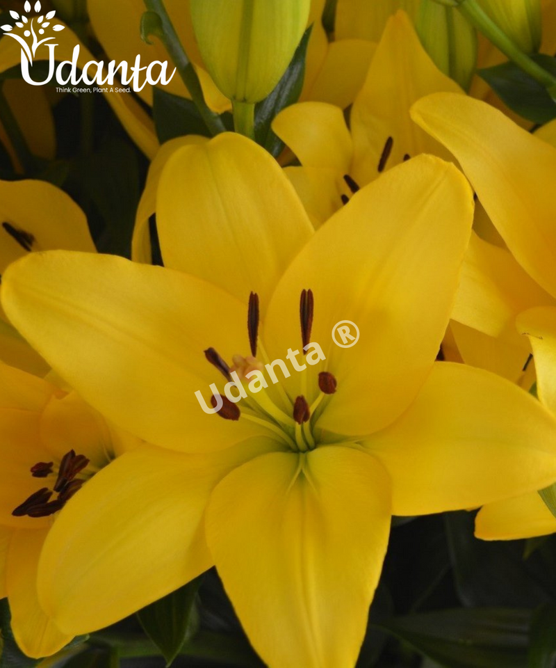 UDANTA-YELLOW-ASIATIC-LILY-FLOWER-BULBS