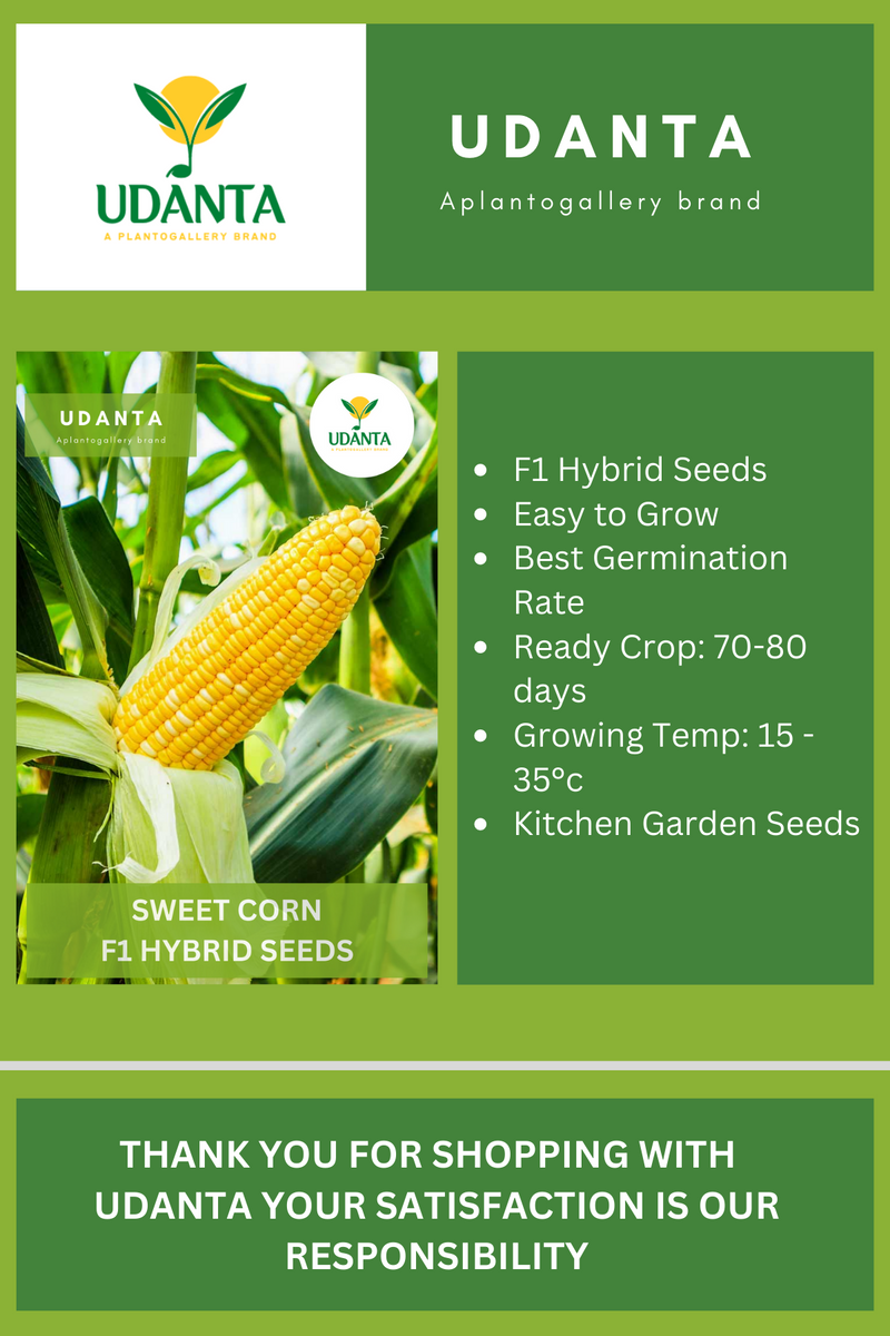 Udanta Sweet Corn Vegetable Seeds For Kitchen Garden Avg 20 Seeds Pkts