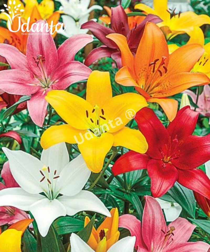 mixed-asiatic-lily-flower-bulbs