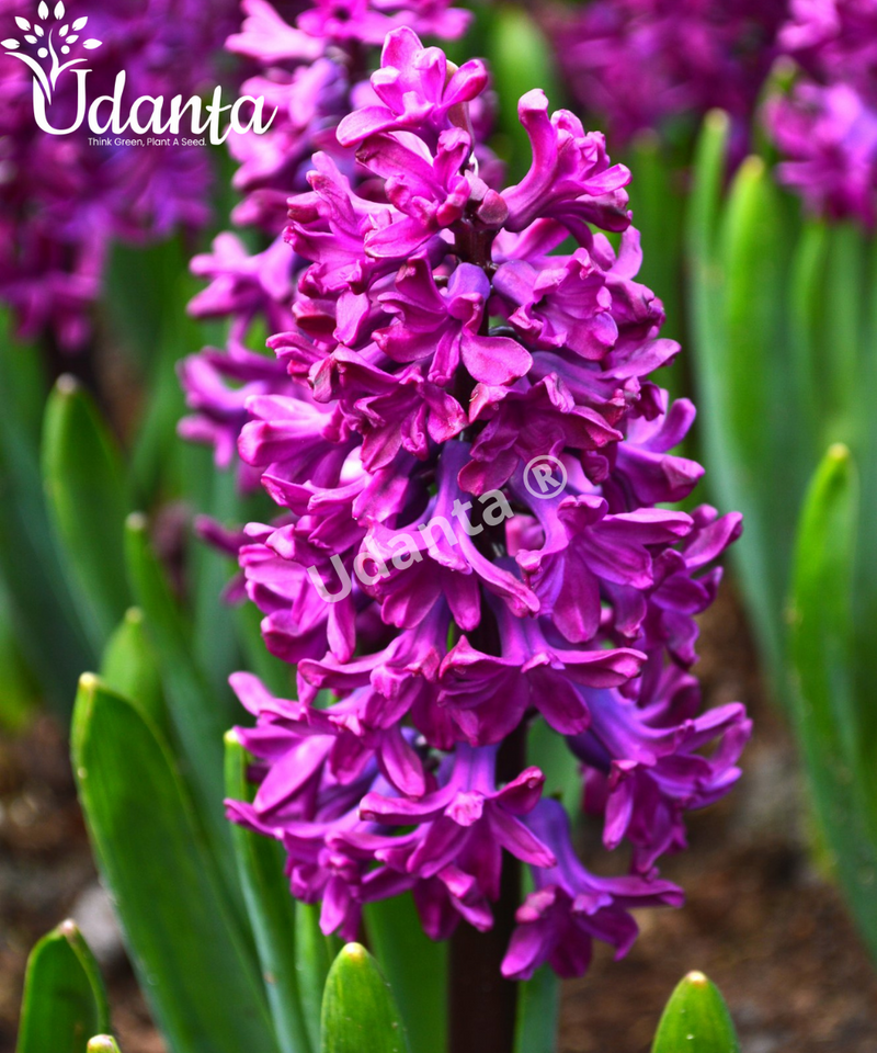 hyacinth-flower-bulb-udanta
