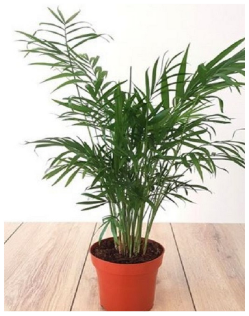 plantogallery-areca-palm-live-plant