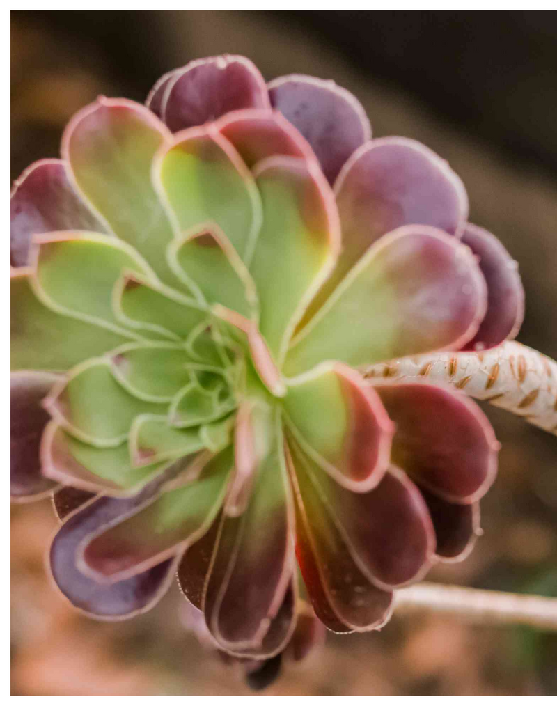 Plantogallery Aeonium hybrid 'Stripe’(Stripe Leucoblepharum Aeonium) Succulent plant.