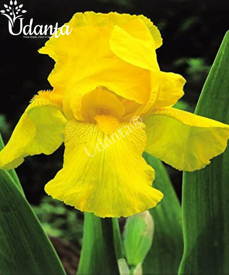 Iris-Strong-Gold-Imported-Flower-Bulbs-plantogallery-udanta
