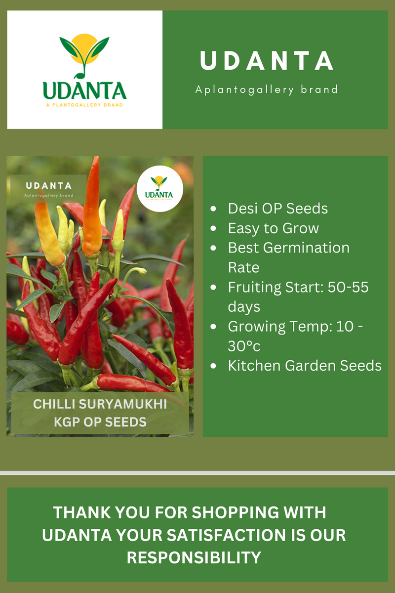 Udanta Chilli Suryamukhi Vegetable Seeds For Kitchen Garden Avg 30-40 Seeds Pkts