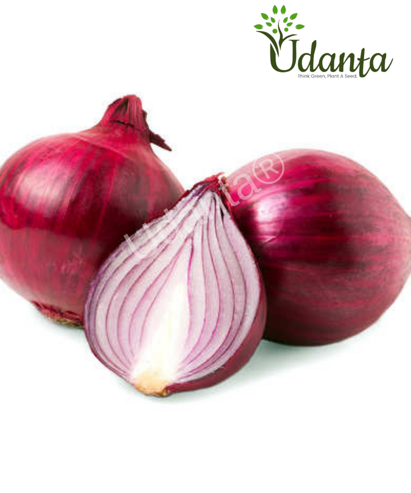 Plantogallery  Onion Red Vegetable Seeds For Home Gardening