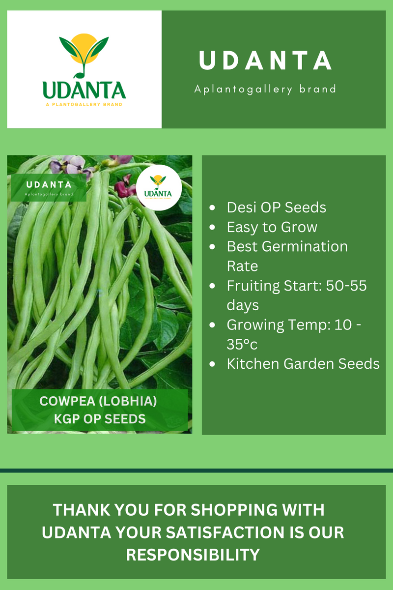 Udanta Cowpea Beans Vegetable Seeds For Kitchen Garden Avg 30-40 Seeds Pkts
