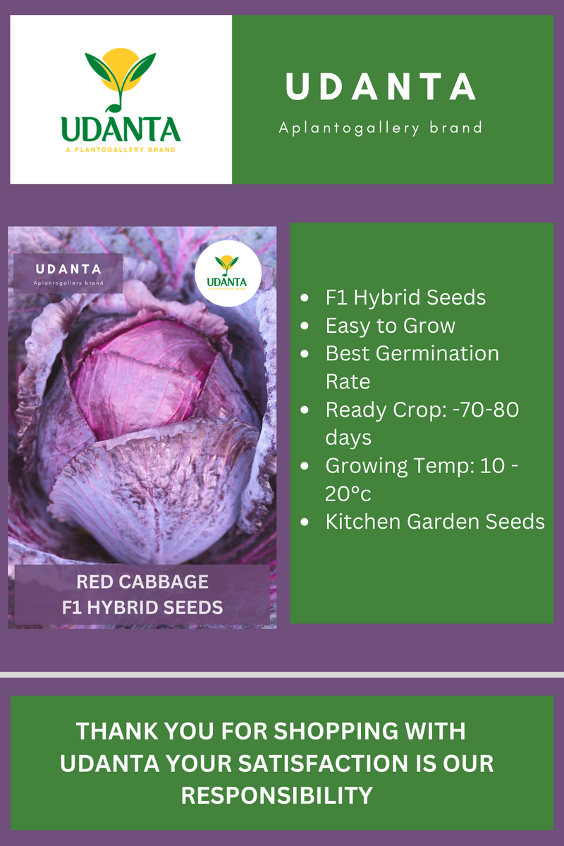 Udanta Red Cabbage Vegetable Seeds For Kitchen Garden Avg 30-40 Seeds Pkts