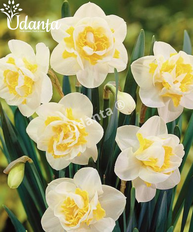 daffodil-white-lion-winter-flower-bulb-udanta
