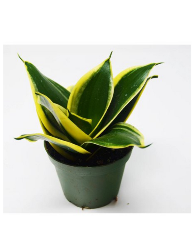 Plantogallery Snake Plant Lotus Yellow-Green Mother-in-Law's Tongue Indoor Plants