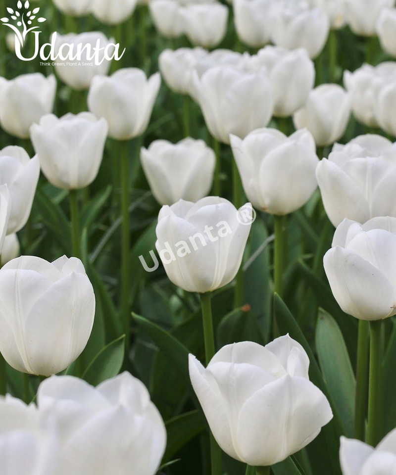 Tulip "Royal Virgin" Imported Flower Bulbs - Pack of 5 Bulbs By Plantogallery