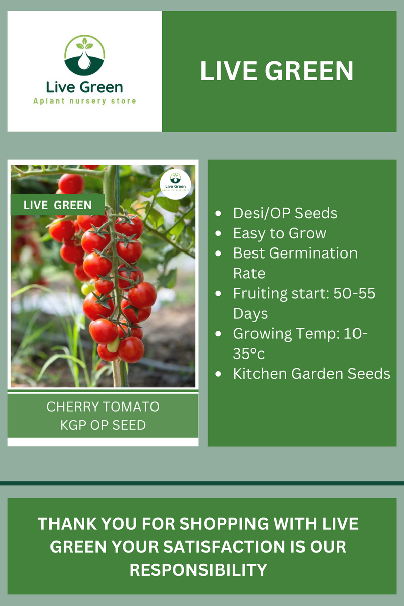 Live Green Cherry Tomato Vegetable Seeds - Pack of 30 Seeds (OP)