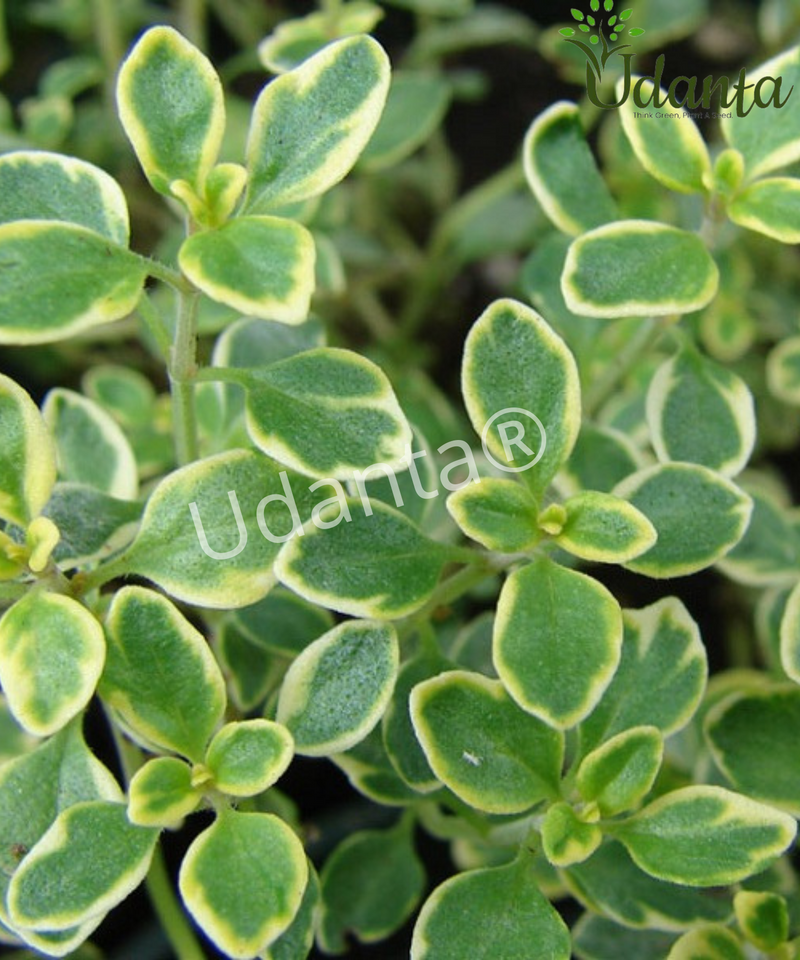 Plantogallery Rhyme Thyme Herb Seeds