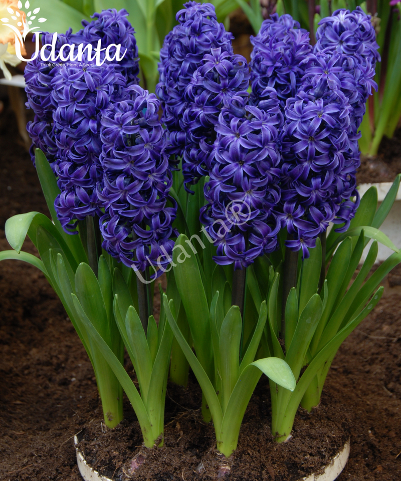 Hyacinth "Aida" Imported Flower Bulbs - Pack of 5 Bulbs By Plantogallery