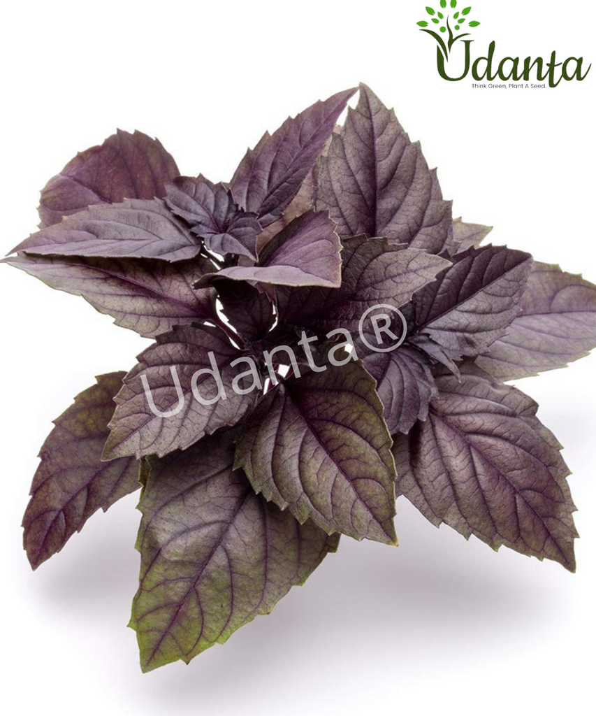 Plantogallery Red Basil Herb Seeds