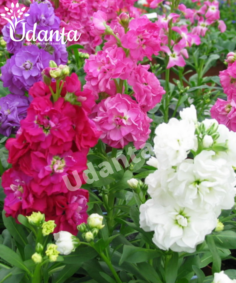 Plantogallery Stock Double Mixed F1  Hybrid Flower Seeds PACK OF 10 for lawn gardening