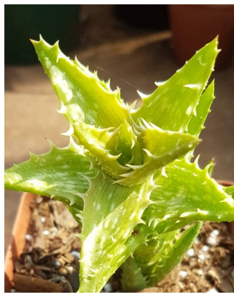 Plantogallery  Aloe juvenna(  Tiger tooth aloe) succulent plant
