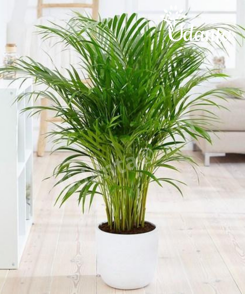 Plantogallery  Areca Palm Plants Seeds For Home Gardening