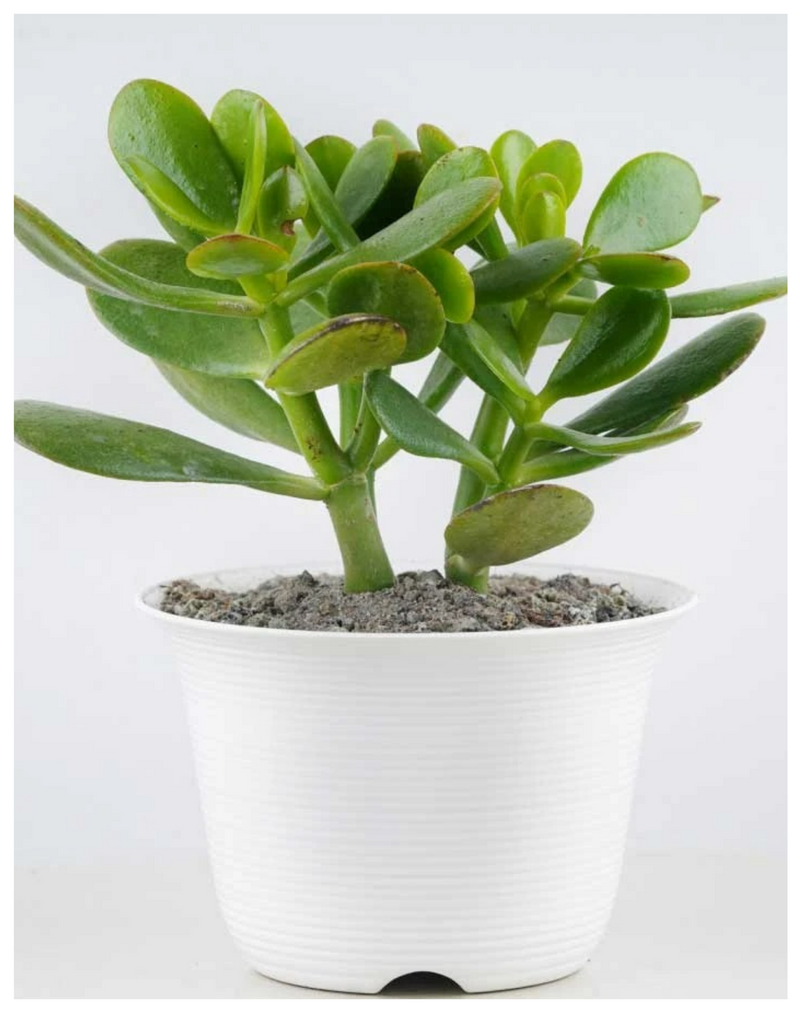 Plantogallery  Crassula Plant for Gifting Purpose