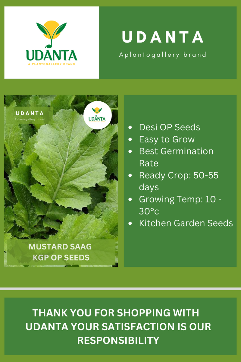 Udanta Mustard Saag Vegetable Seeds For Kitchen Garden Avg 100 Seeds Pkts