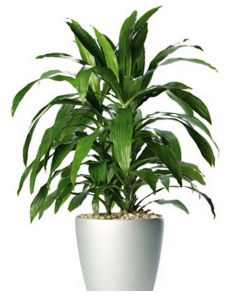 dracaena-green-live-plant