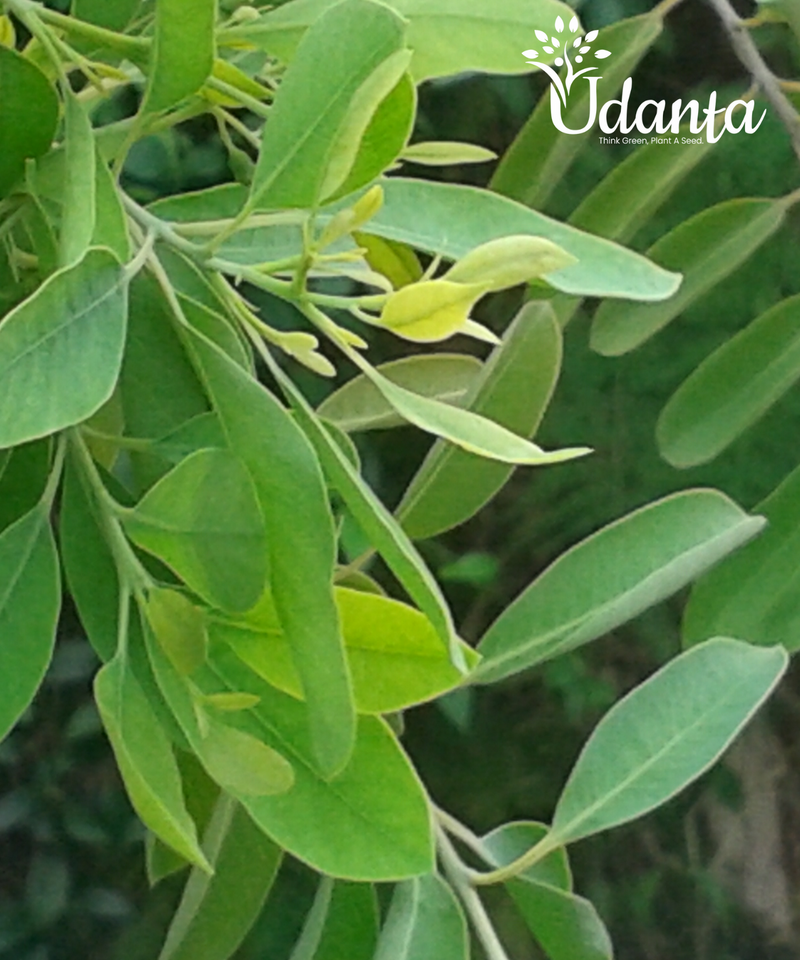 Plantogallery White Chandan - Sandalwood Plants Seeds