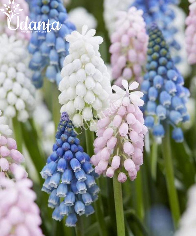 Plantogallery  Muscari Mixed imported  Pack of 5 Flower Bulbs