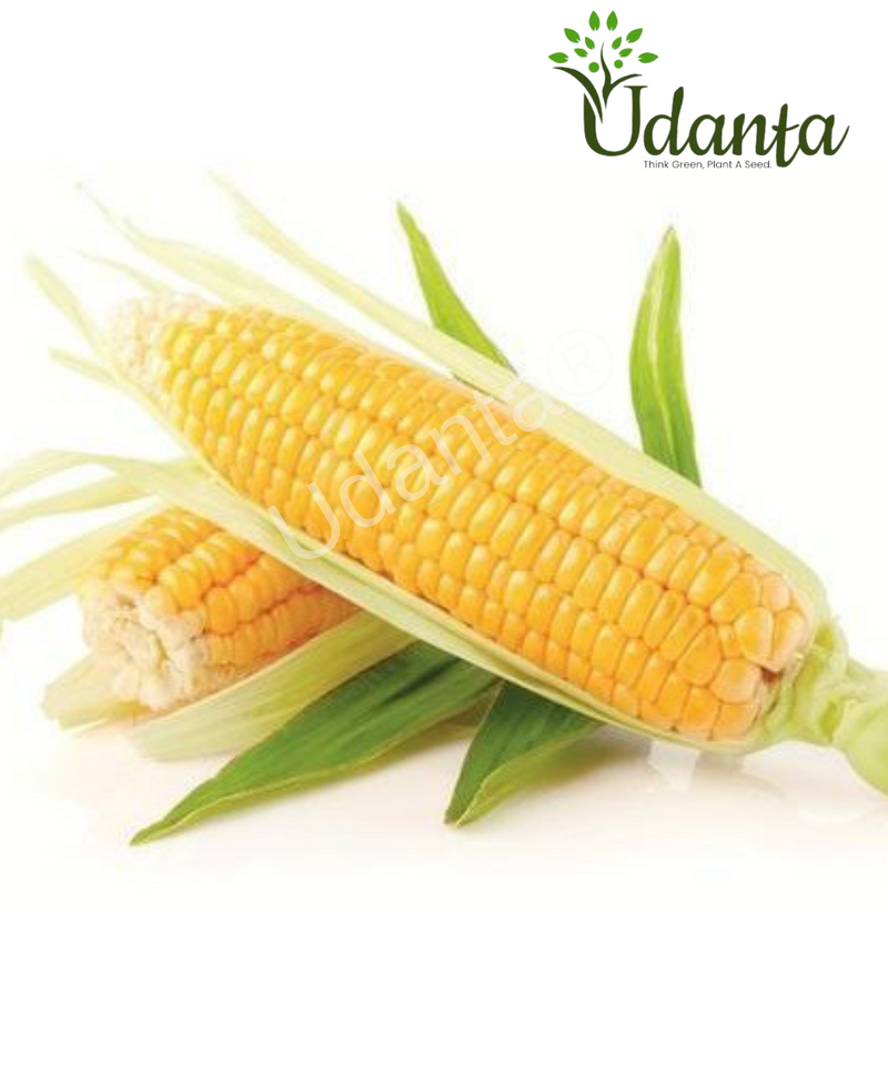 Plantogallery Sweet Corn Vegetable Seeds For Home Gardening