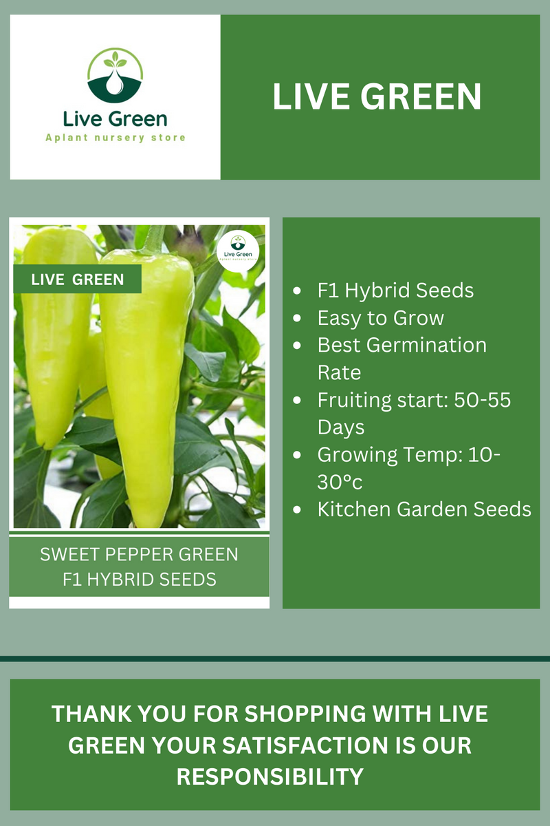 Live Green Sweet Pepper Green F1 Hybrid Vegetable Seeds - Pack of 30 Seeds