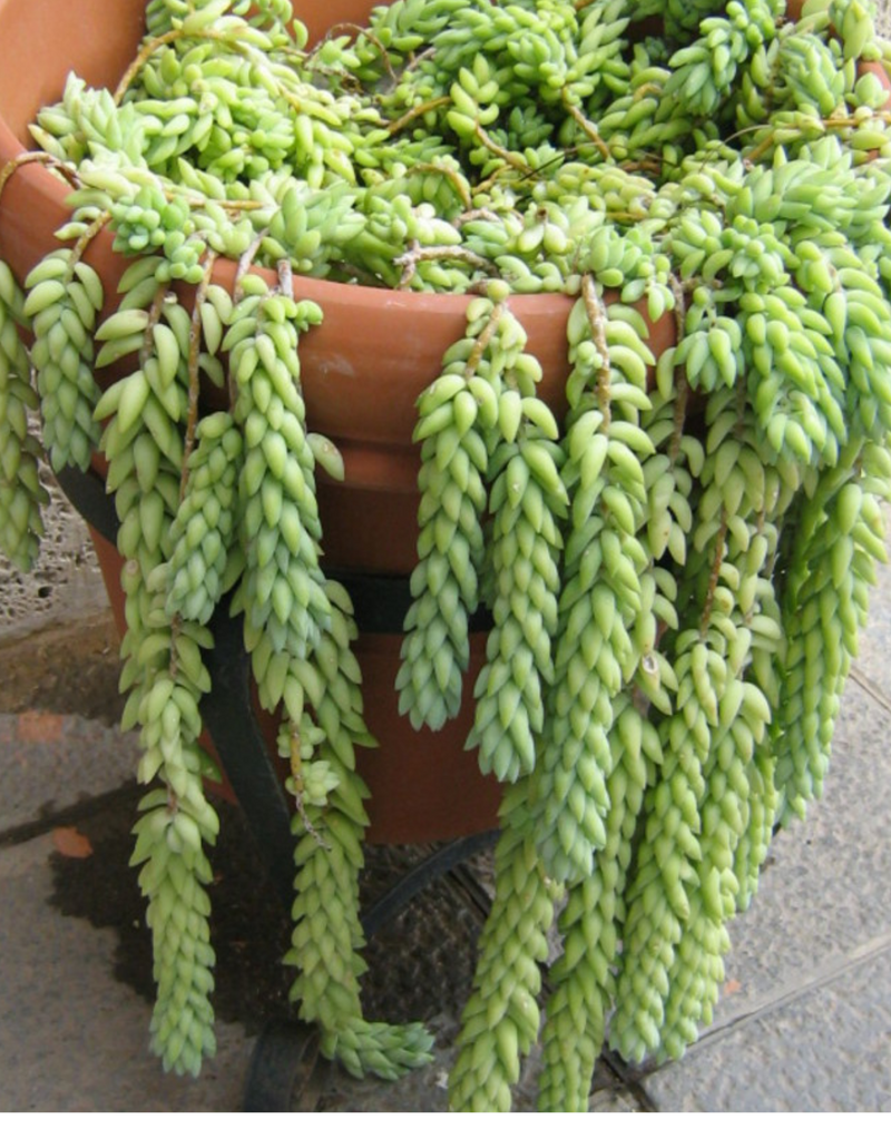 Plantogallery Borro's Tail  ( Donkeys tail ) Succulent house plant