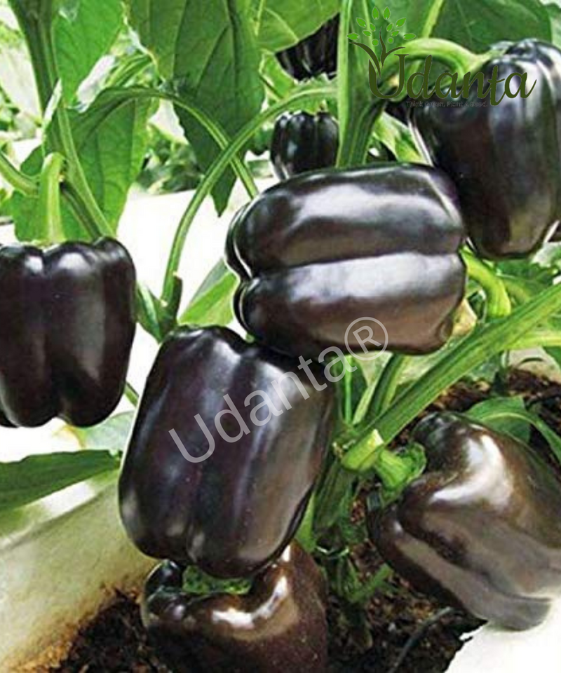 Plantogallery  Capsicum Black Vegetable Seeds For Home Gardening