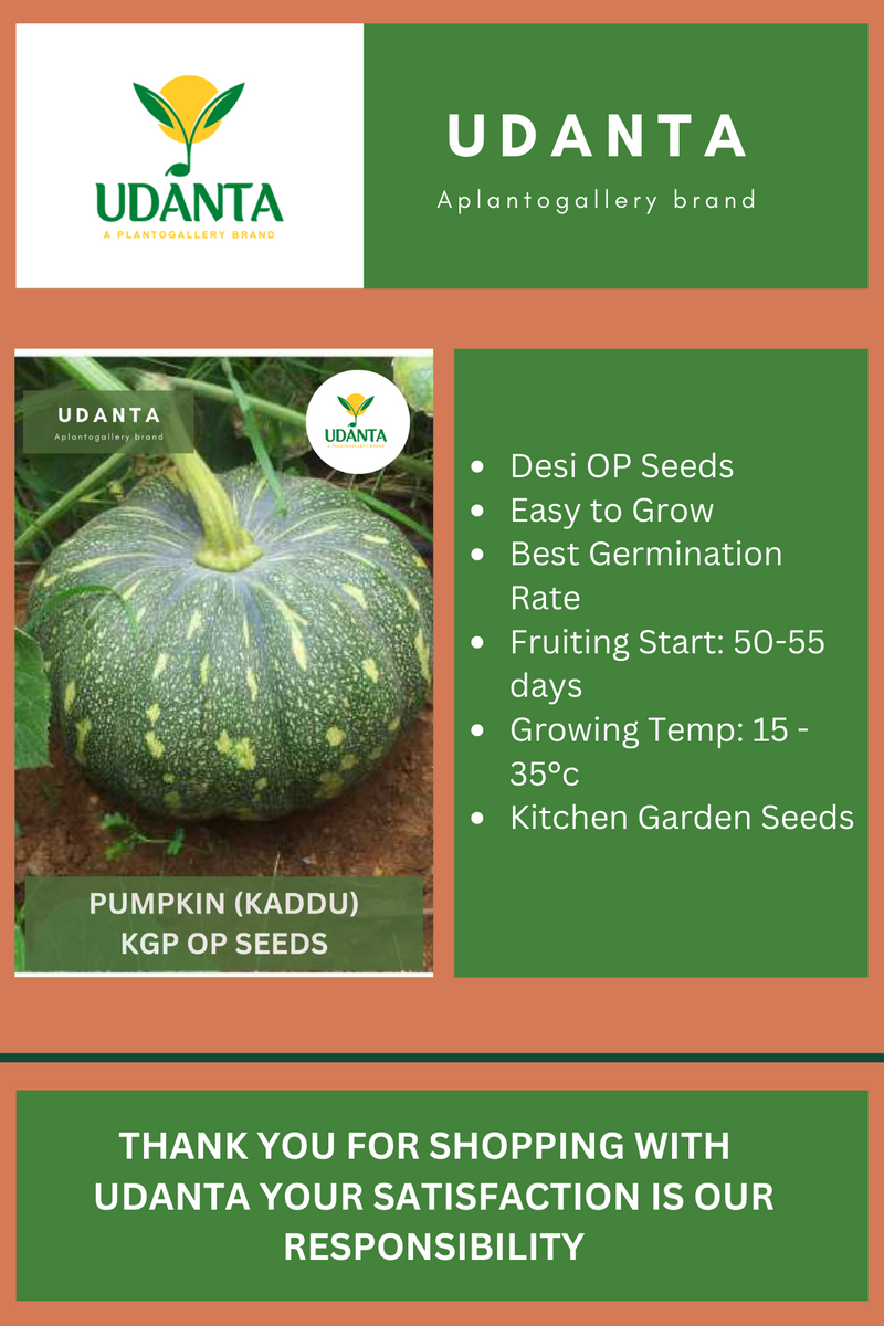 Udanta Pumpkin Vegetable Seeds For Kitchen Garden Avg 20 Seeds Pkts