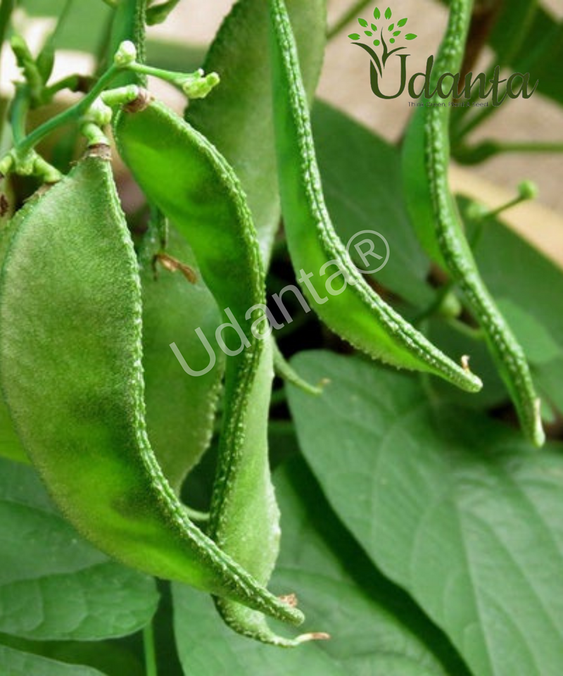 Plantogallery I Dolichos Beans Vegetable Seeds For Home Gardening