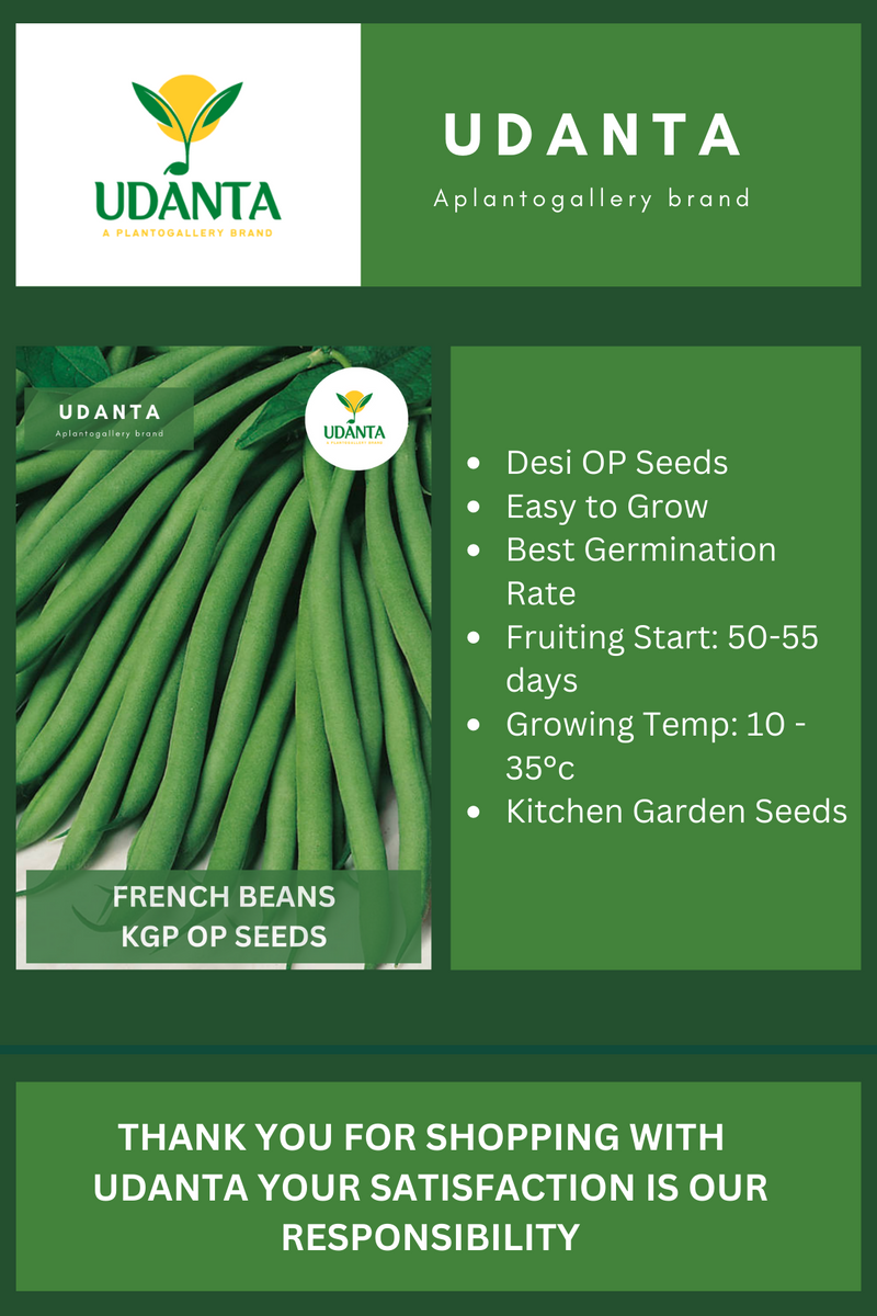 Udanta French Beans Vegetable Seeds For Kitchen Garden Avg 30-40 Seeds Pkts
