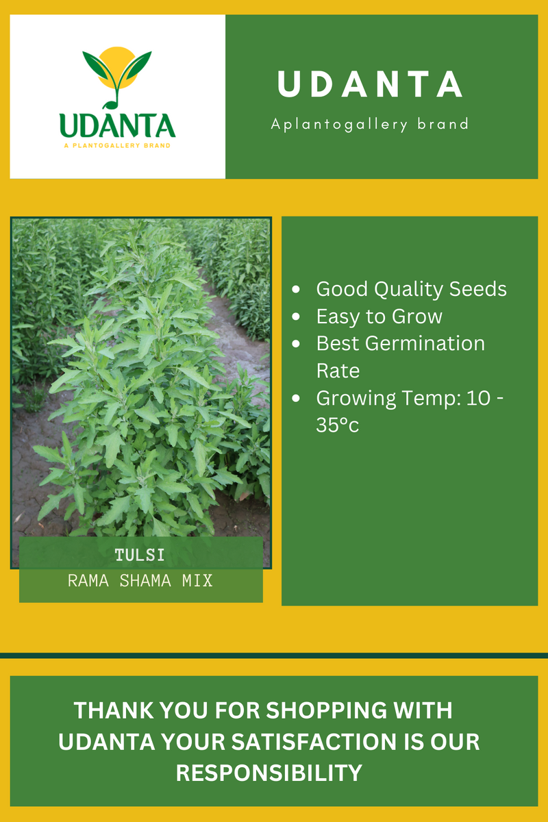 Udanta Seeds Tulsi Rama and Shama Herb Holy Seeds - Pack of 100 Seeds