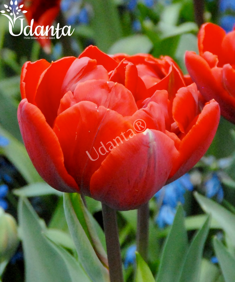 udanta-tulip-red-flower-bulbs