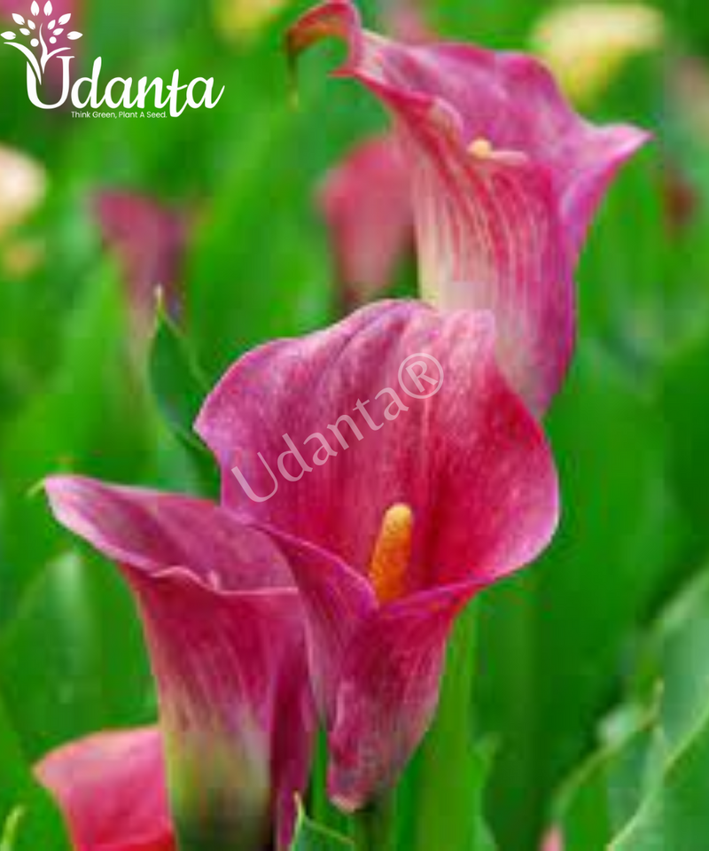 Calla Lily Flower Bulb Pink Colour Pack Of 5 Plantogallery