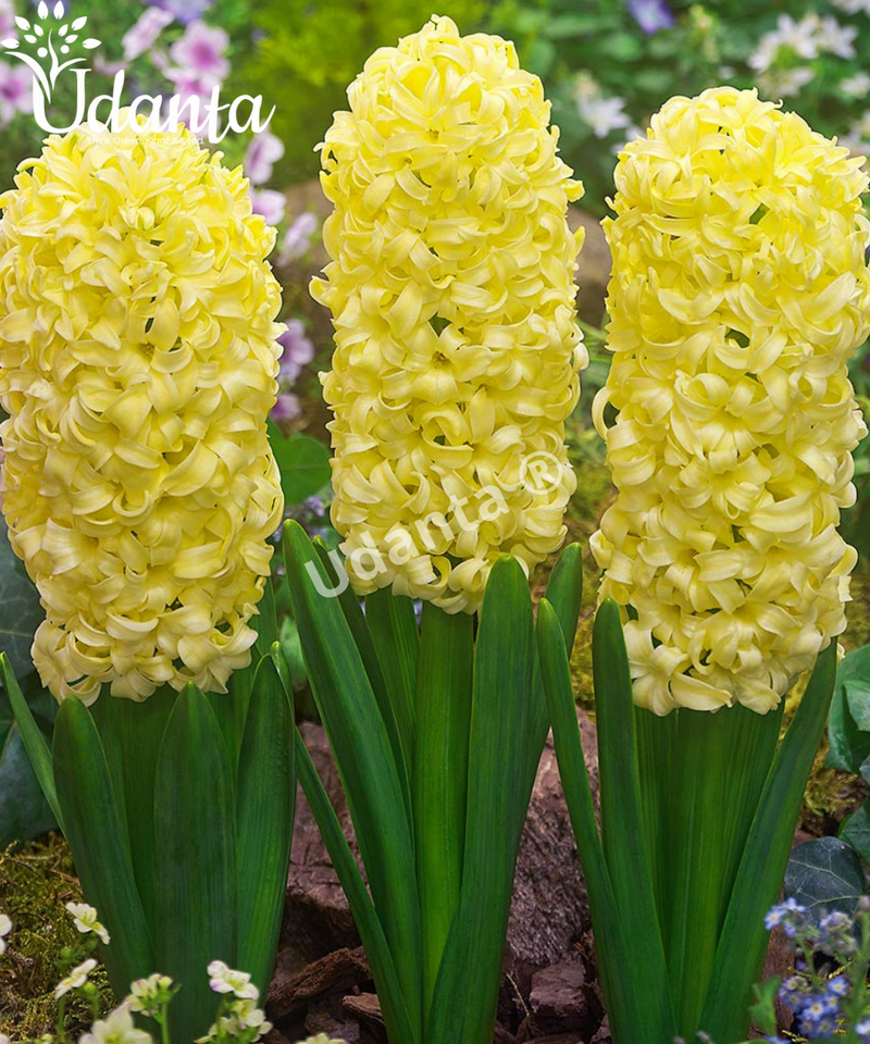 hyacinth-yellow-flower-bulb
