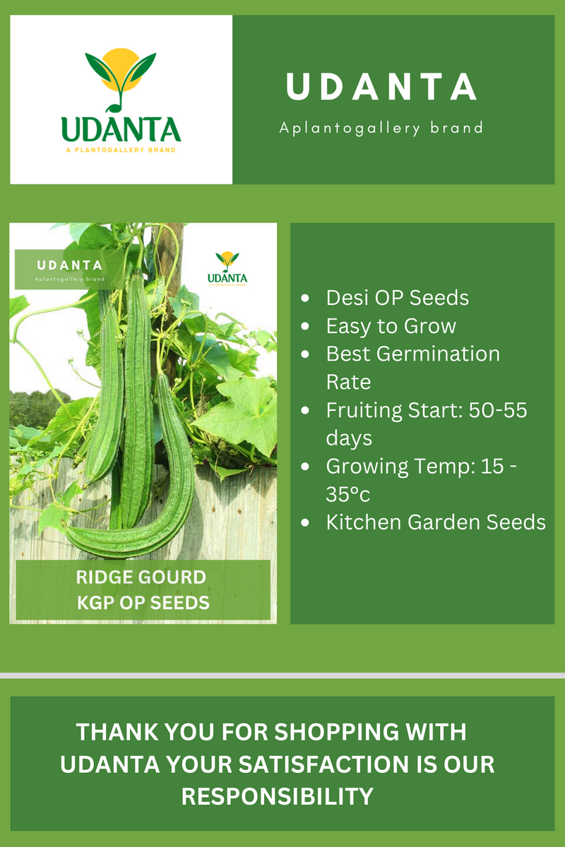 Udanta Ridge Gourd Vegetable Seeds For Kitchen Garden Avg 20 Seeds Pkts