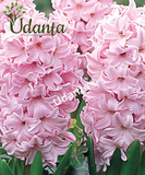 Hyacinth "fondant" Imported Flower Bulbs - Pack of 5 Bulbs By Plantogallery
