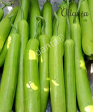 Plantogallery I Bottle Gourd Long Vegetable Seeds For Home Gardening