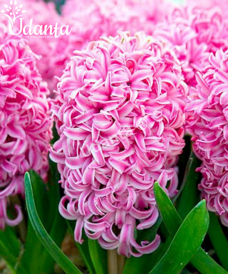 hyacinth-pink-pearl-flower-bulb-plantogallery