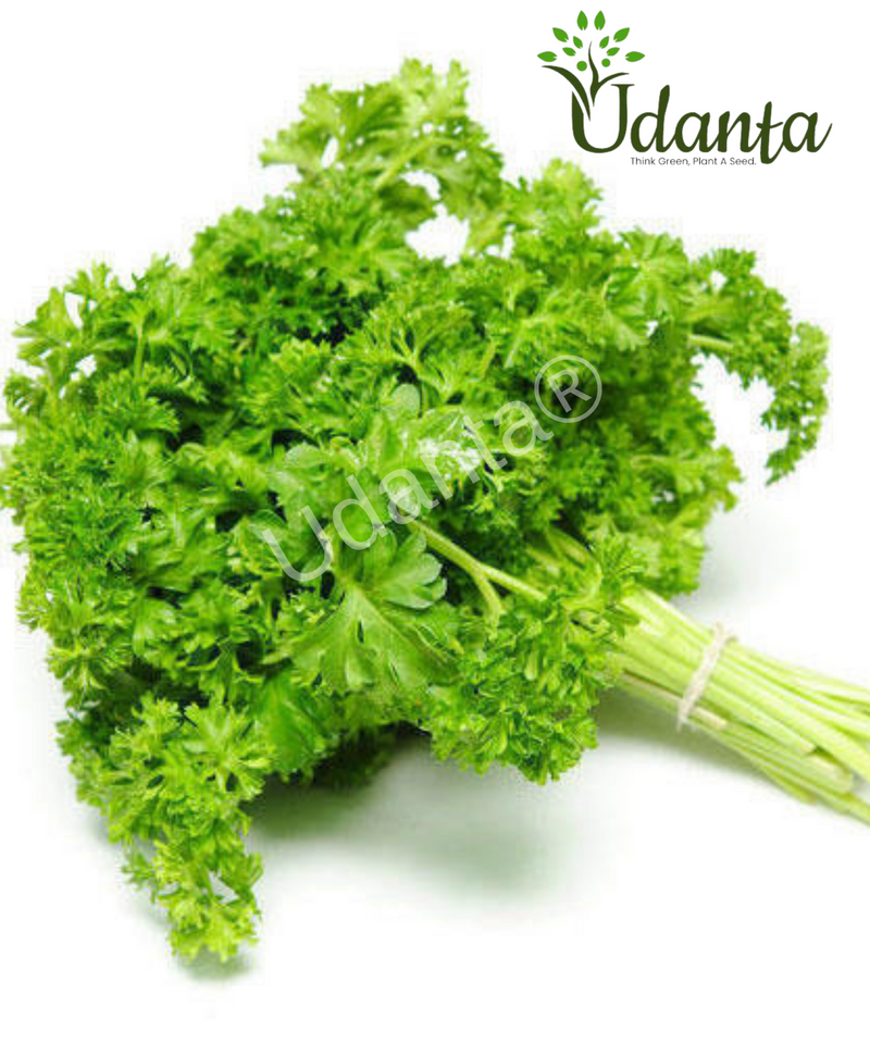 Plantogallery  Parsley Vegetable Seeds For Home Gardening