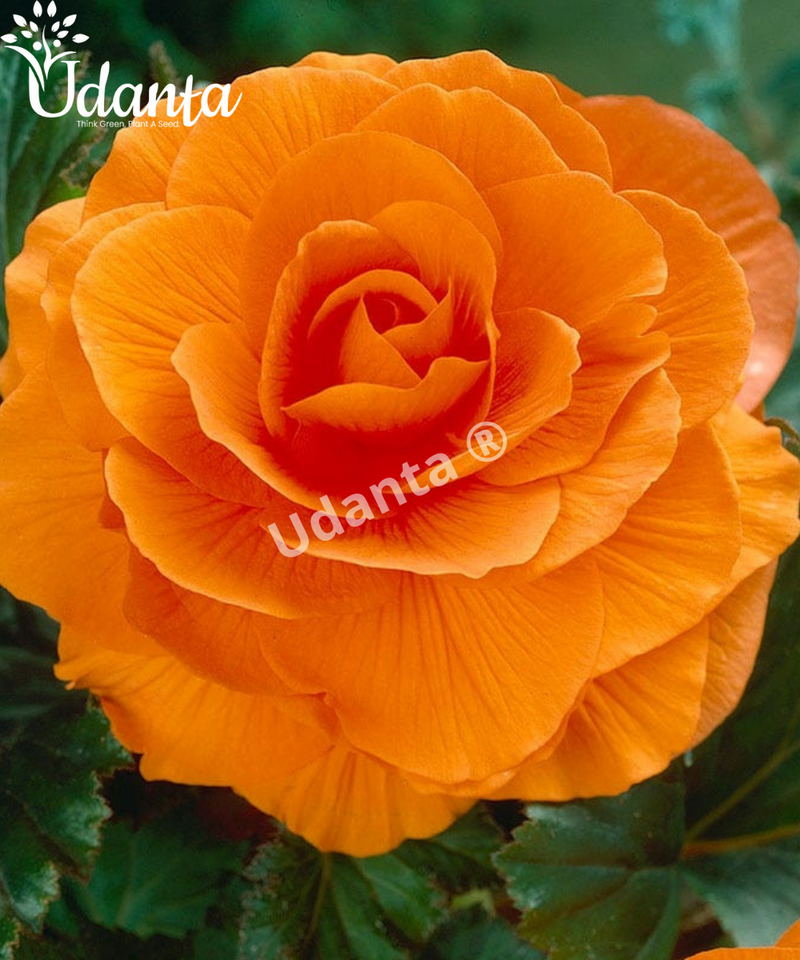 Plantogallery I Begonia Double Orange Exotic Flower Bulbs For Home Gardening (5 Bulbs Orange)