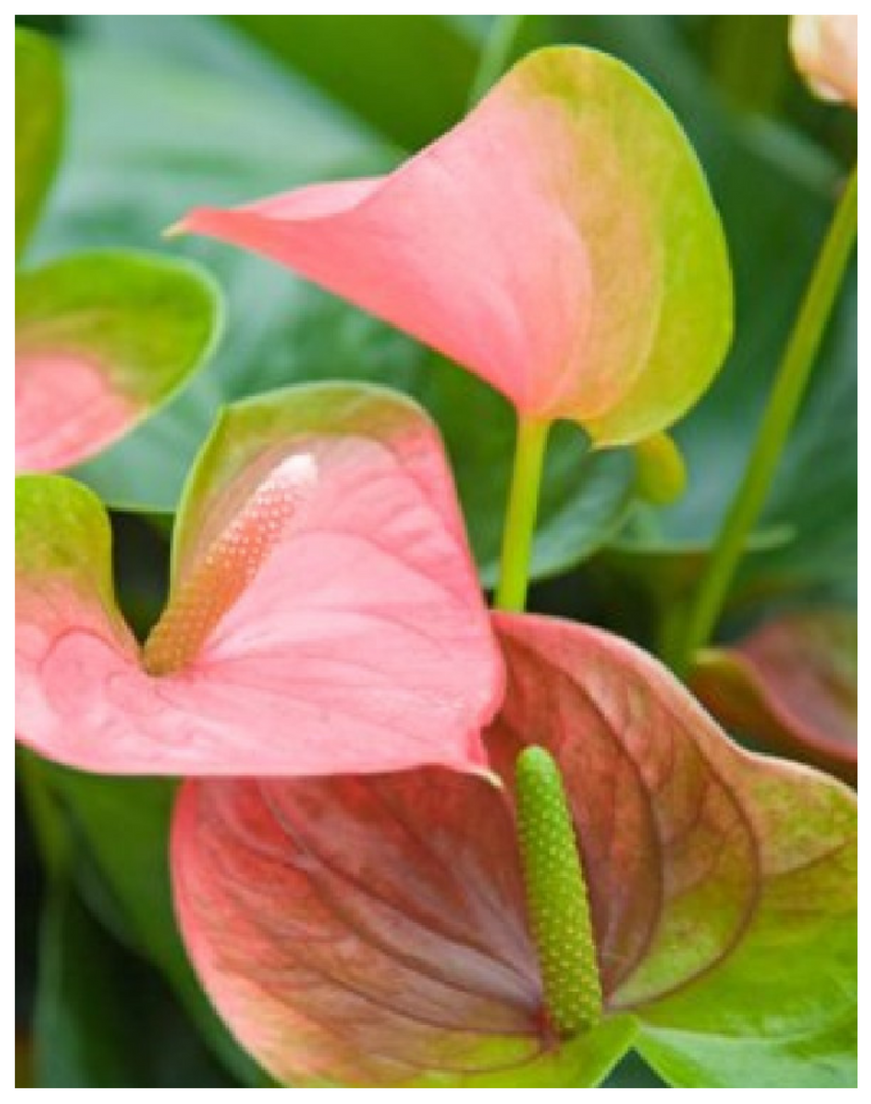 Plantogallery Anthurium (Tricolor) - Plant