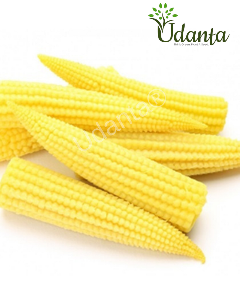 Plantogallery I Baby Corn Vegetable Seeds For Home Gardening