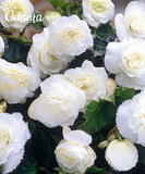 Plantogallery  Begonia White Exotic Important flower Bulbs For Home Gardening-(Pack of 5 Bulbs Double White)
